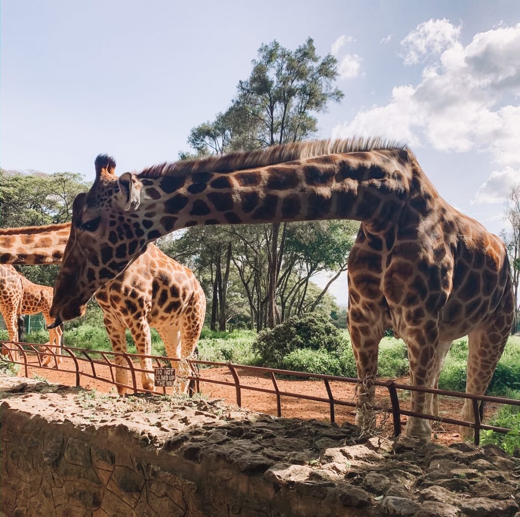 girafas nairobi kenia