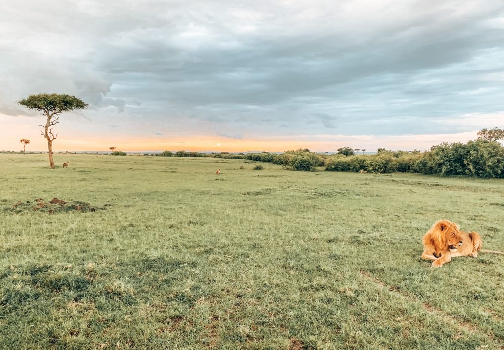 safari masai mara kenia