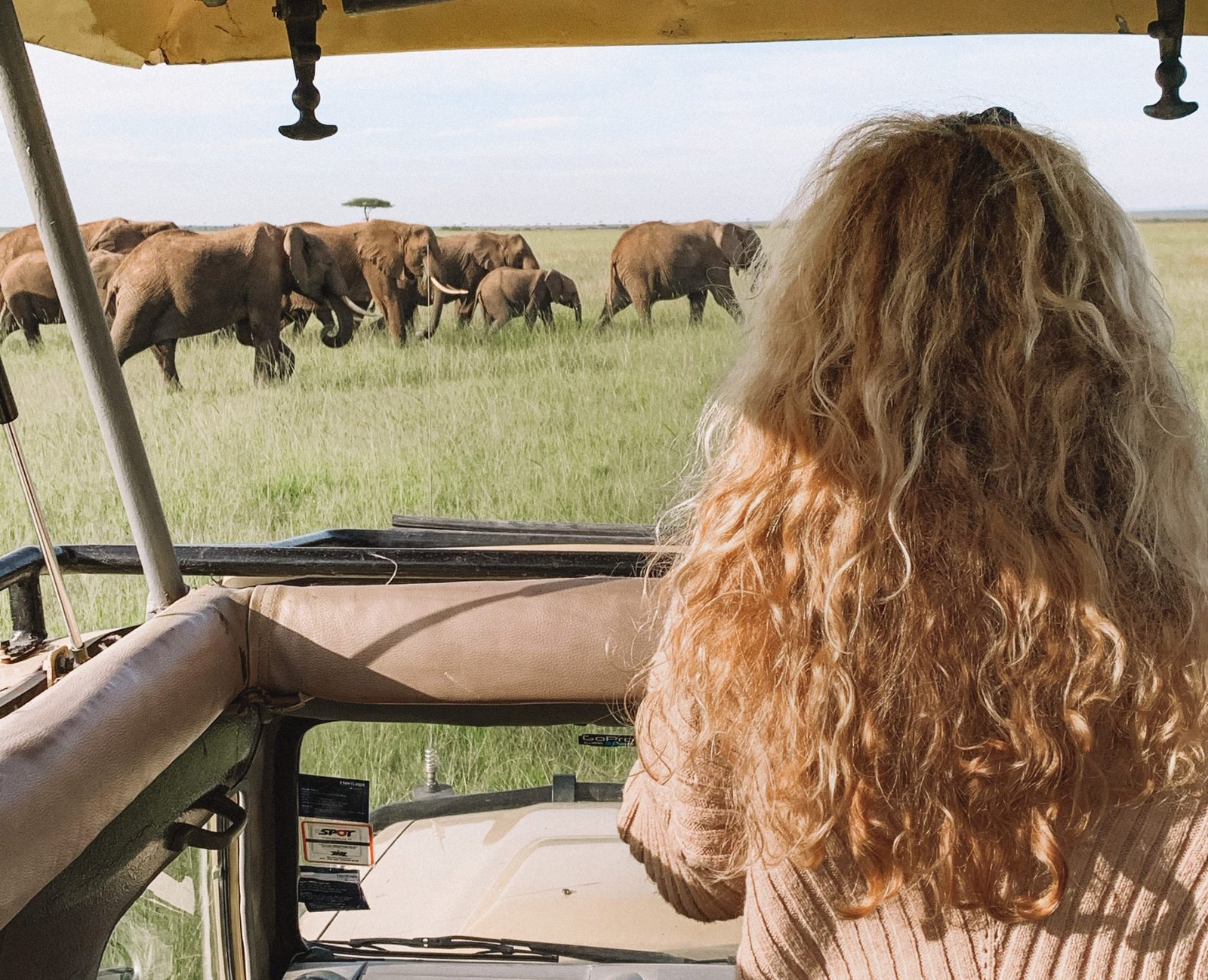 Safari meaning picture